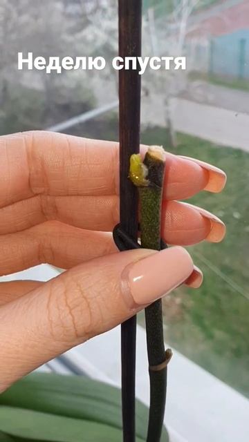 неделю спустя почка набухла #orhidea #orchid #flowers #цитокинино смотреть онлайн