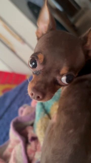 Отец года! Весит 1100 😃Есть от него на продажу девочка М смотреть онлайн