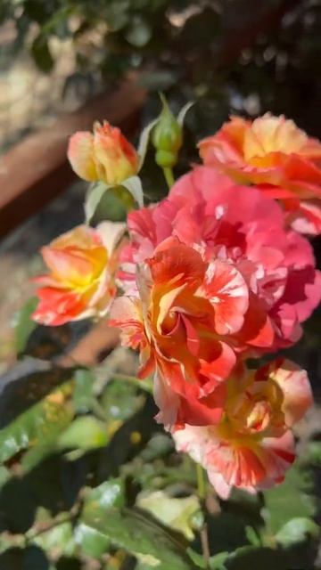 Розовое утро. смотреть онлайн