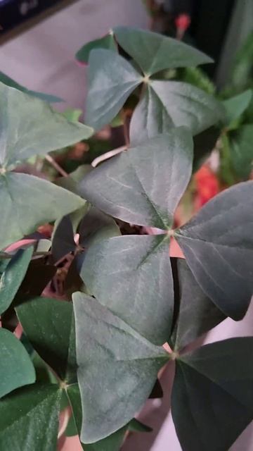 #оксалис кислица 🌿 #комнатныерастения #домашниецветы смотреть онлайн