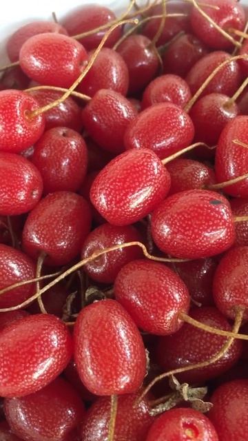 June 12,2023,барбарис смотреть онлайн