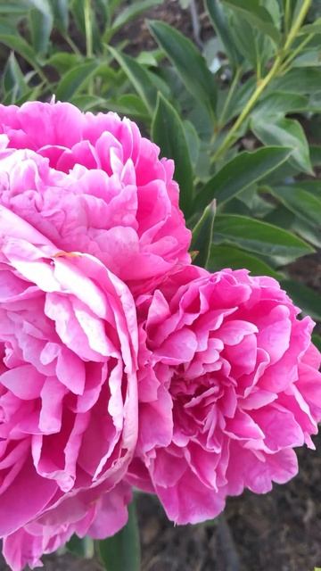 Пион Принцесса Маргарет #пионы смотреть онлайн