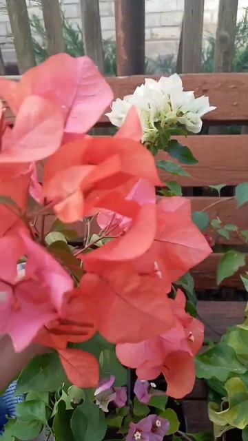 #бугенвиллия Bois de Roses смотреть онлайн