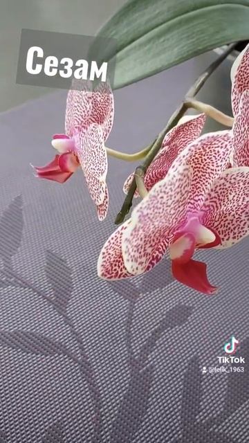 мой маленький принц недели🌸 смотреть онлайн