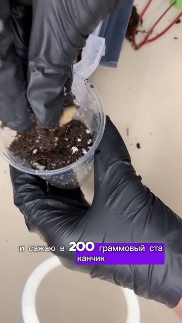 #пеперомия #комнатныерастения #комнатныецветы #переса