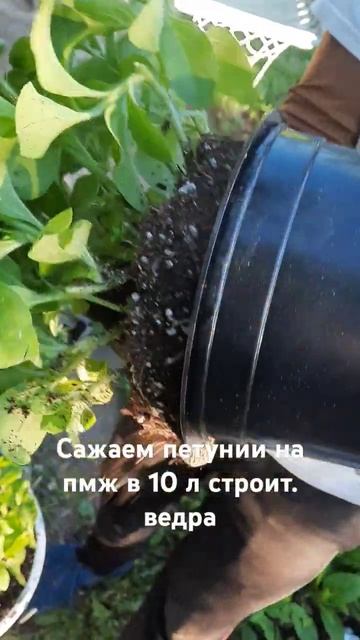 перевалка петуний изи вэйв неон роуз в 10 л ведра #shortvideo смотреть онлайн