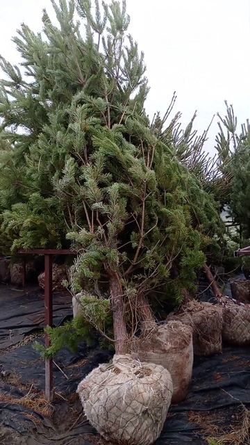 Сосны оптом#сад #природа #дача смотреть онлайн