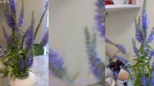 Вероника длиннолистная  лекарственное растение.  Сире