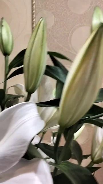 Букет за полторы тысячи рублей. Flowers, enjoy, presents смотреть онлайн