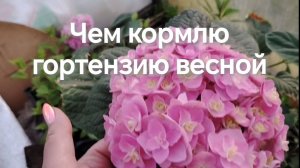 Чем кормлю гортензии весной!