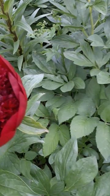 пион #ред#чарм# смотреть онлайн