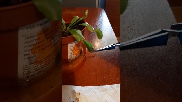 Как работает венерина мухоловка смотреть онлайн