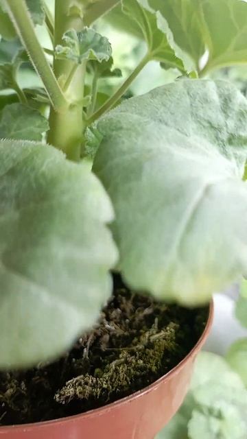 Пеларгония "Зиссель", закустилась , после обрезки. смотреть онлайн