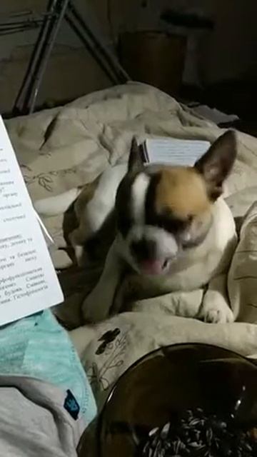 Чихуа и семечки смотреть онлайн