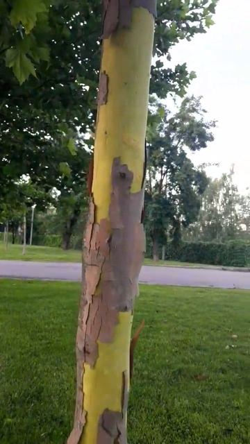 sycamore sheds bark, платан скидає кору #явір #платан #sycamore #tree смотреть онлайн