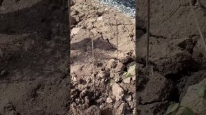 Сажаем клематис Жгучий  или Белое облако|Обзор Корней