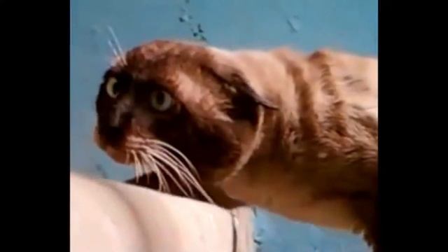 ПРИКОЛЮХА 20 МИНУТ СМЕХА смотреть онлайн