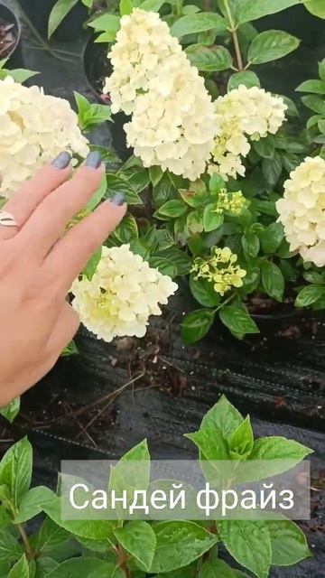 обзор саженцев Сандей фрайз в контейнере 5 литрах #гор? смотреть онлайн