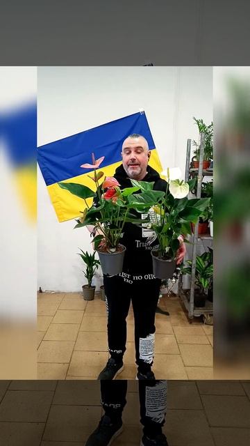 Крупноцветковый Антуриум Тропик Микс 250 гривен! Бронь смотреть онлайн
