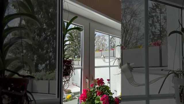 Прошол долгожданный дождь ☔️. В огороде всё красиво ц смотреть онлайн