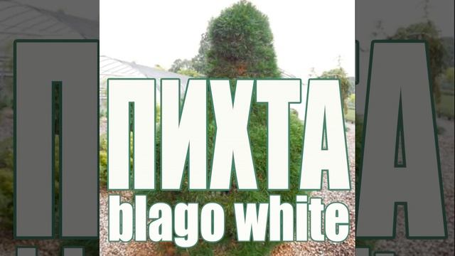 Пихта смотреть онлайн