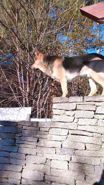 Овчарка лазит по заборам. смотреть онлайн