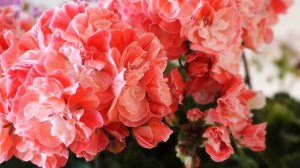 #48. Pelargongaragets Novis Hanna и Ю Ярославна - сорта пеларгонии