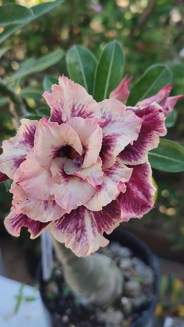 Una belleza de Adenium identificada como Golden Faith смотреть онлайн