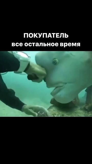 #цветыпенза #цветы #юмор #мем #прикол #flowers #букет #гвозд? смотреть онлайн