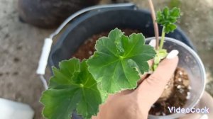 #ЮВ-СЕВЕРНАЯ АНДРОМЕДА ЦВЕТЕНИЕ #ЧЕРЕНКИ ПЕЛАРГОНИИ У?