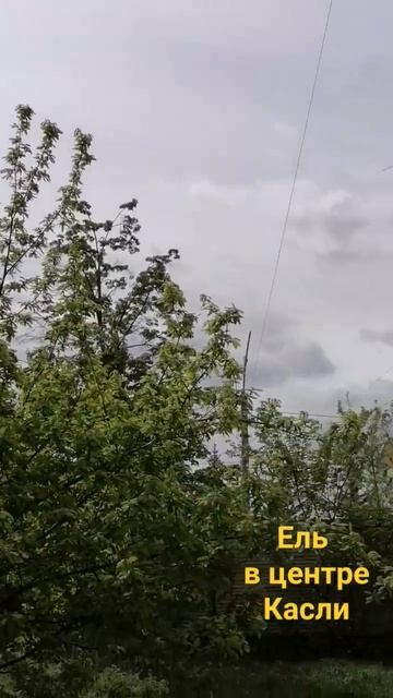 Ель в центре города Касли. смотреть онлайн