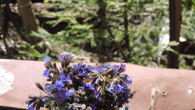 Шмель и медуница смотреть онлайн