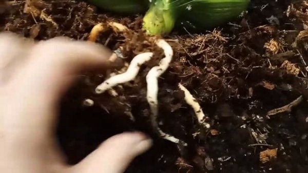 результаты выращивания на фитите, clivia, кливия