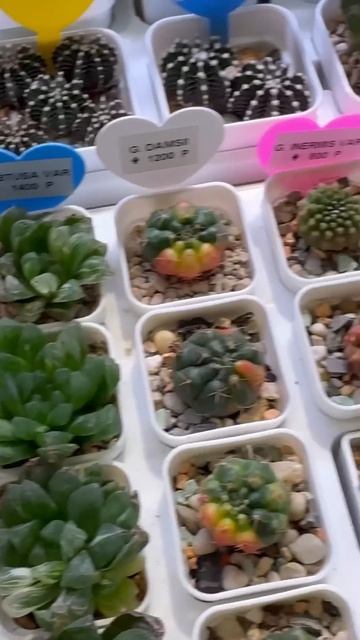 Да, кактусы тоже будут, самые разные! Например, у Cactus Pet смотреть онлайн