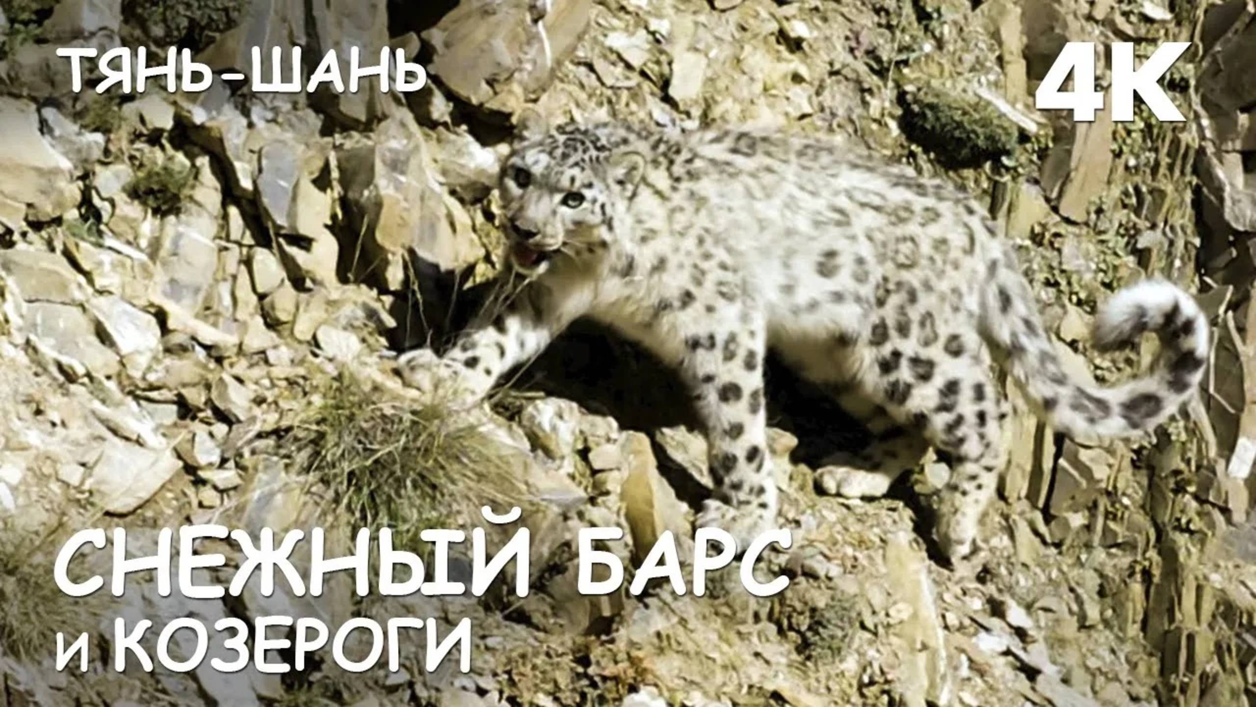 Мир Приключений - Снежный барс и козероги. Кыргызстан. Тянь-Шань. Кой-Кап. 4К. смотреть онлайн