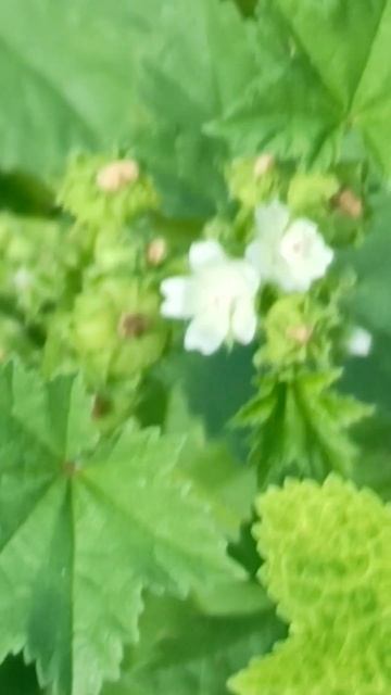 цветок мальва приземистая смотреть онлайн