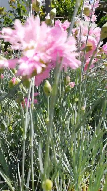 Feathery carnation, Перистая гвоздика😍, #Гвоздика, #Feathery carnation смотреть онлайн