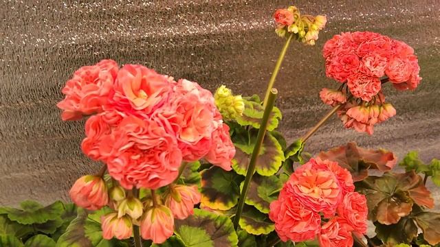 #849. Цветение в домашних условиях ИВ Солвейг,ЮВ Баронес