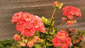 #849. Цветение в домашних условиях ИВ Солвейг,ЮВ Баронес