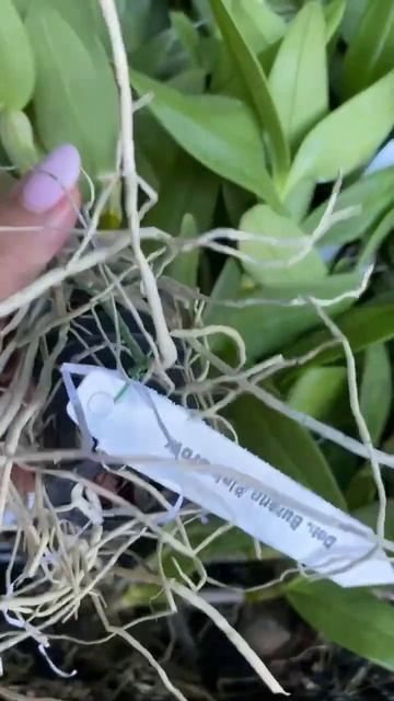 Дендрофаленопсис pink grow #orchid #flowers #orchids #орхидея смотреть онлайн