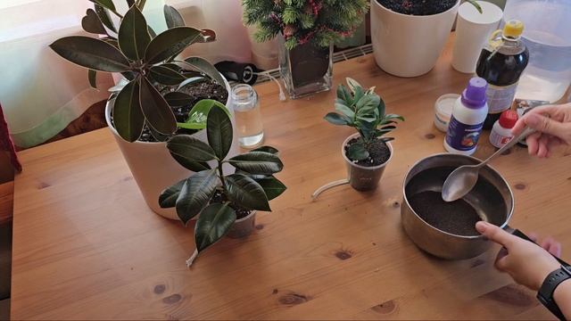 Срочно спасаем фикус 