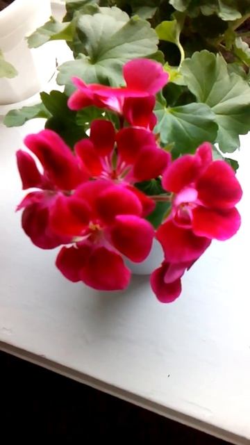 Красавица герань. смотреть онлайн