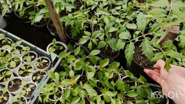 Майские заморозки до -9 Новосибирская область. Как спа? смотреть онлайн