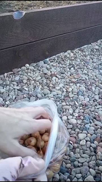 А вы посадили ЛУК? Я в этом году быстрее МАМЫ😜🤗👍#ого смотреть онлайн