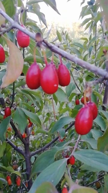 Кизил из семян подвой