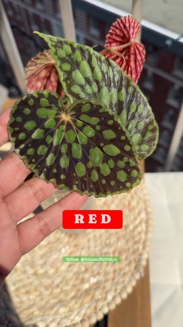 Unbelievable beauty of Begonia Chlorosticta #redplants #houseplants #homedecor #begonias смотреть онлайн