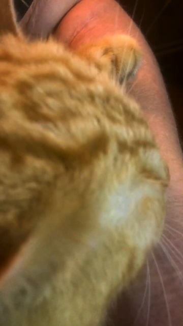 Плохое влияние СПД на котов)