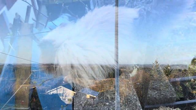 06.04.25. Температура в укрытии с Гортензиями. Обработала