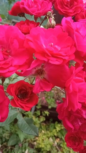 Ароматная Роза Флорибунда Пчелы Цветет все лето пышно смотреть онлайн