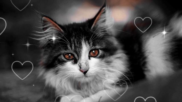 Шок! У кошек есть природный GPS, и они могут найти дорогу смотреть онлайн